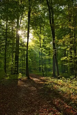 Vertical shot of the Forêt de Soignes, Belgium, Brussels with the sun shining through the branches