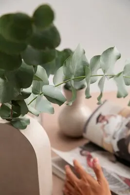 Close up on eucalyptus plant