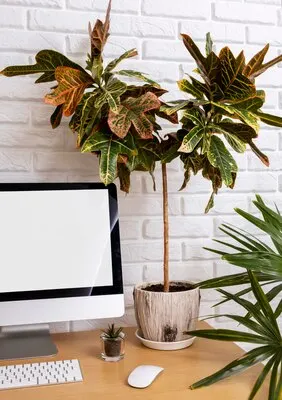 Desk arrangement with plant and monitor