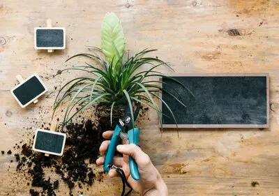 Person's hand pruning plant leaves with pruner above wooden bench