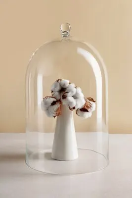 Cotton plants still life