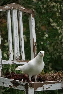 Vertical selective focus shot of a white dove in the park