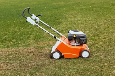 Orange grasscutter standing on ground on green grass