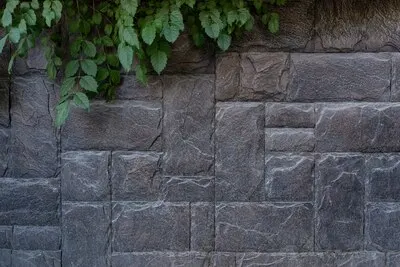 Modern stone brick wall background with a green plant. Stone texture with copy space