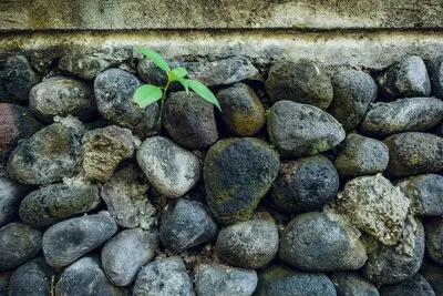 Old stone wall with plants Texture