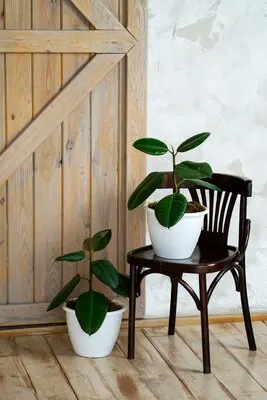 Room with potted plants on wooden chair