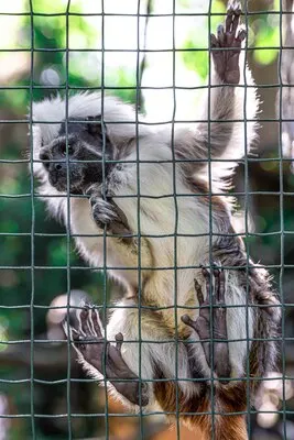 Funny monkey in the zoo on a mesh fence